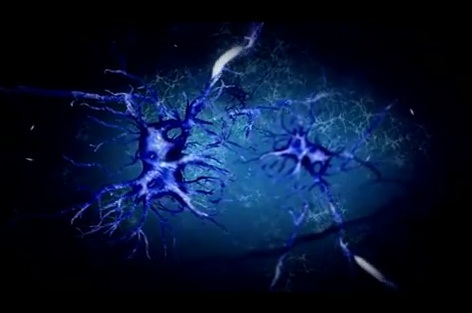 Das Gehirn: die Neuronen